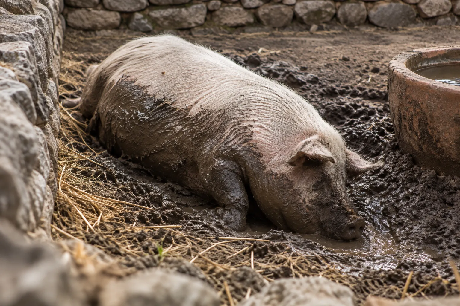 The Washed Sow Returns to the Mud (2 Peter 2:22)