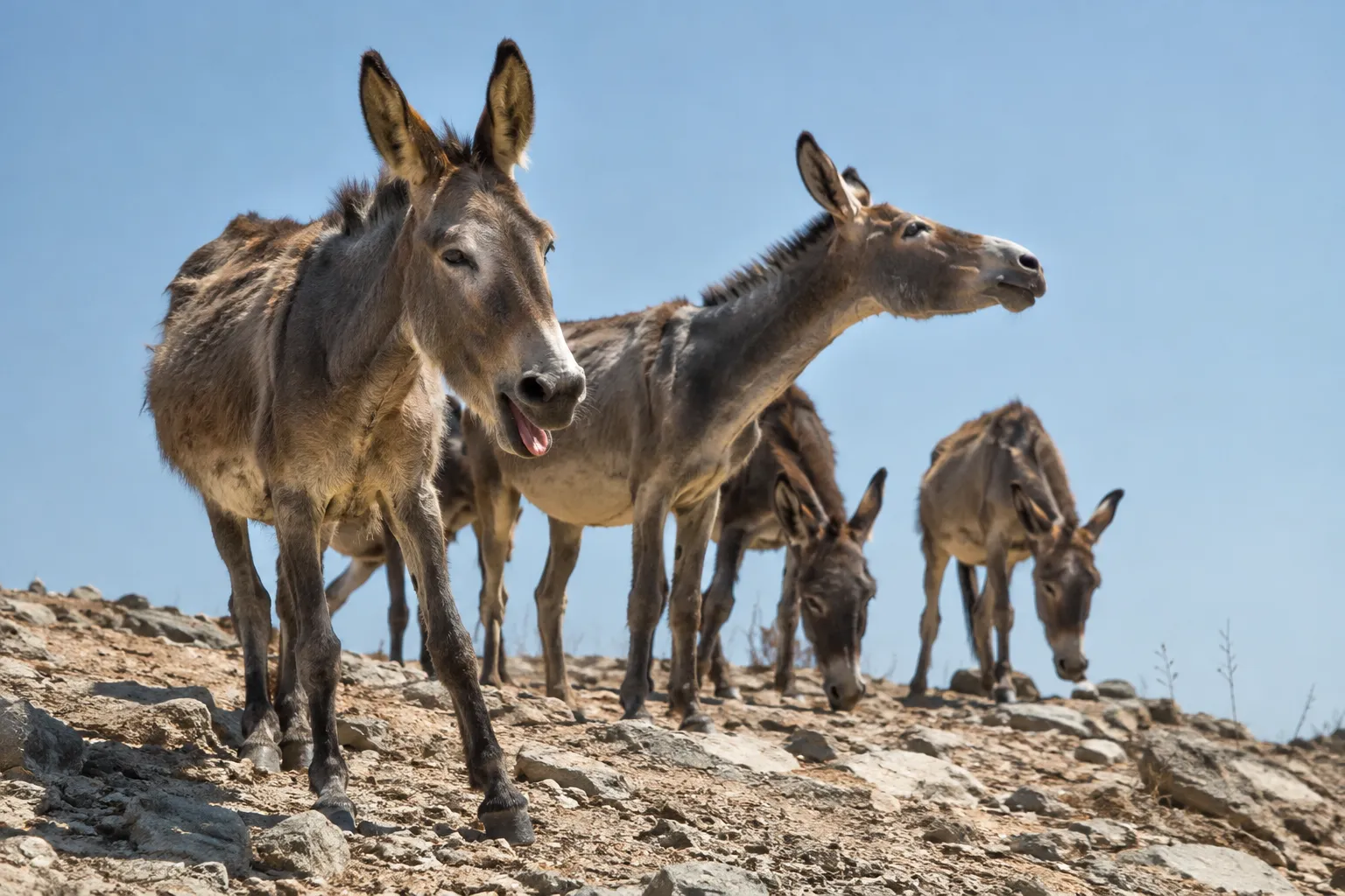 Wild Donkeys on the Barren Heights (Jeremiah 14:6)