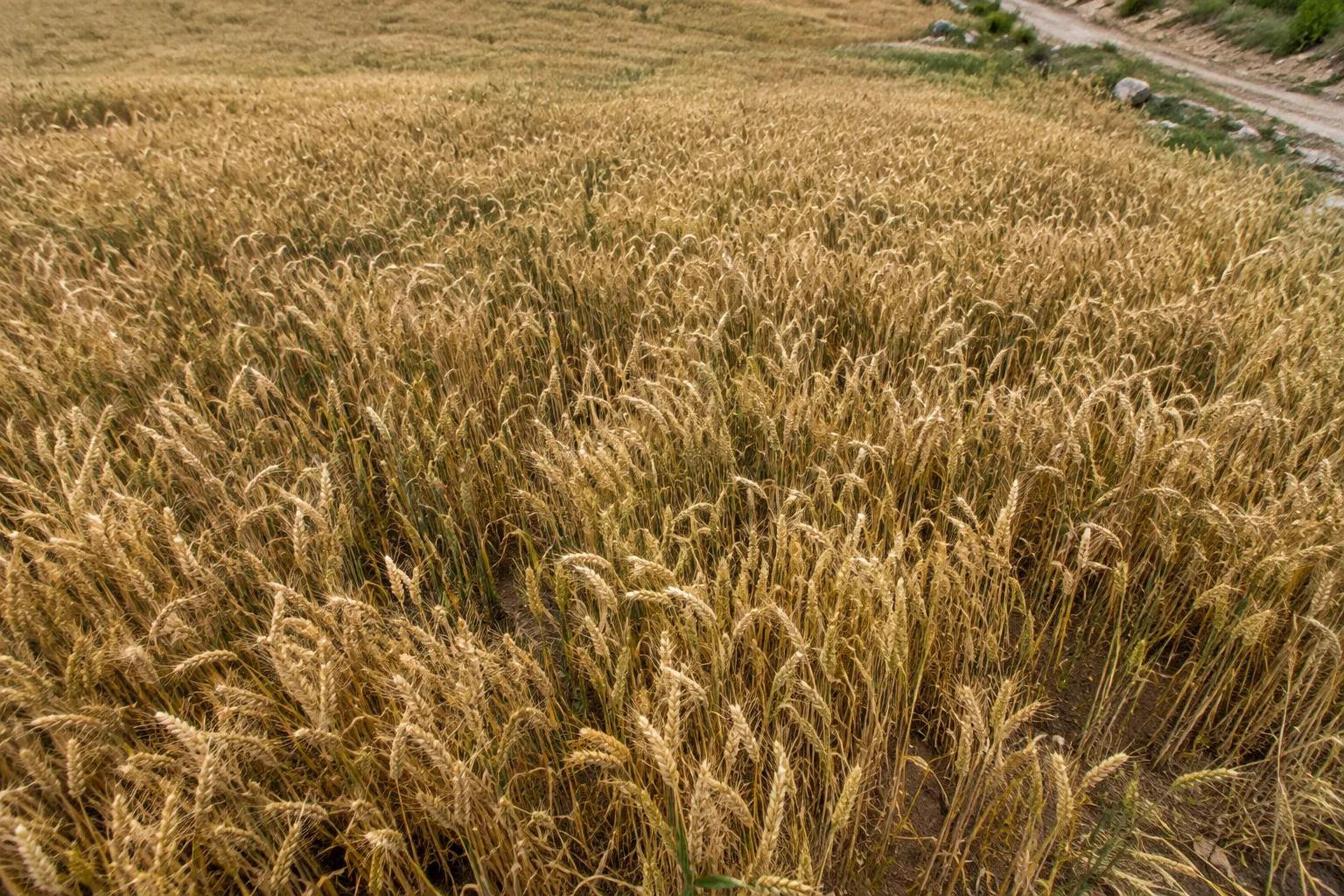 The seed in good soil (Mark 4:3–8)