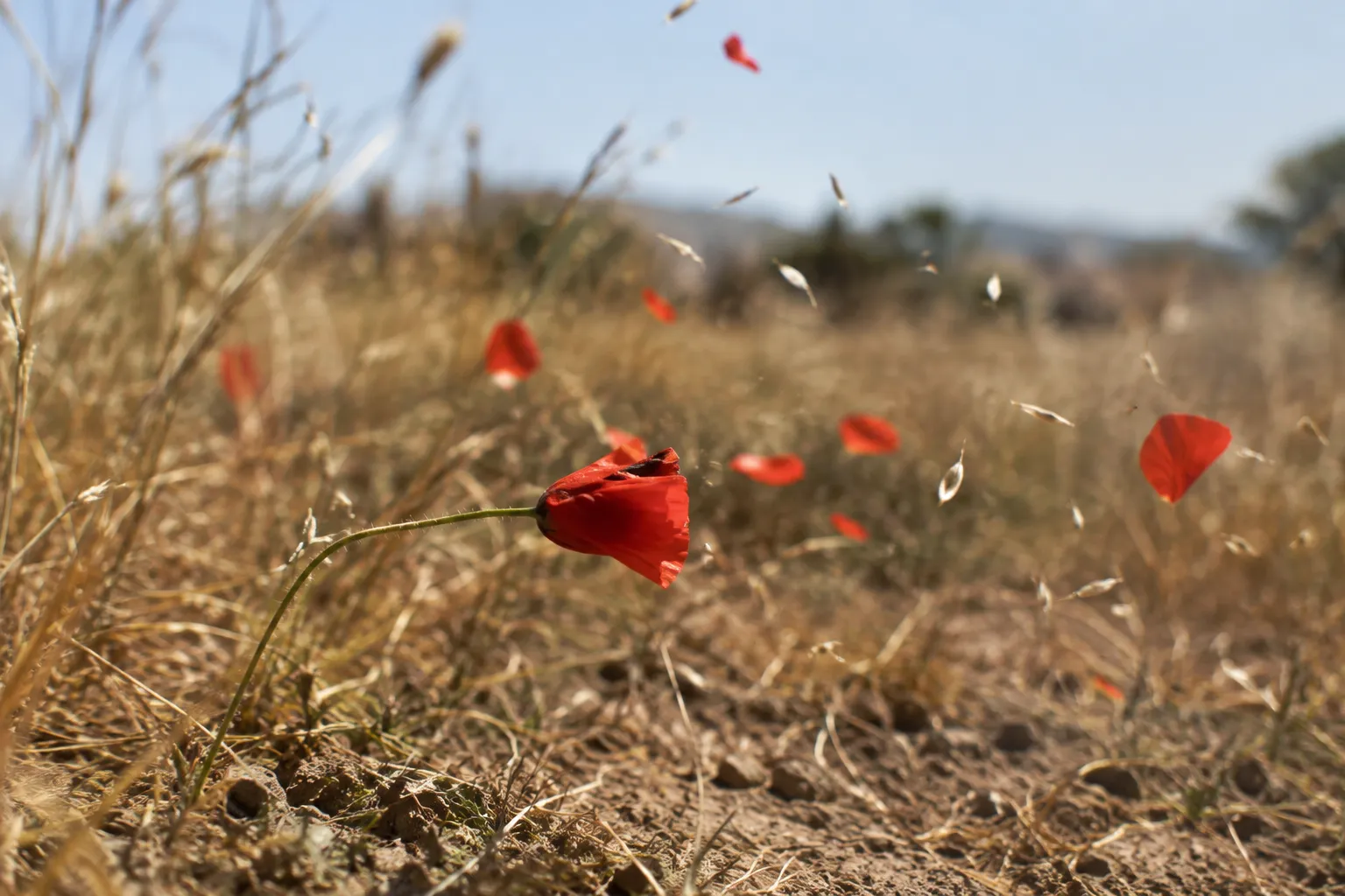 Like a Flower of the Field (Psalms 103:15–16)