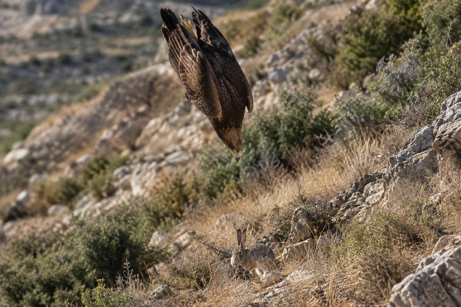 Days Swift as the Diving Eagle (Job 9:25–26)