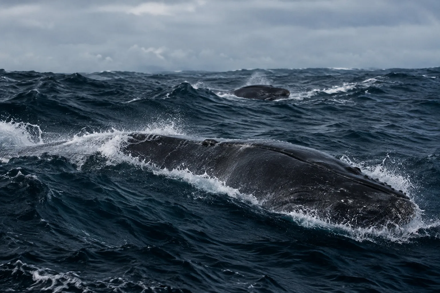 Praise from the ocean depths (Psalms 148:7)