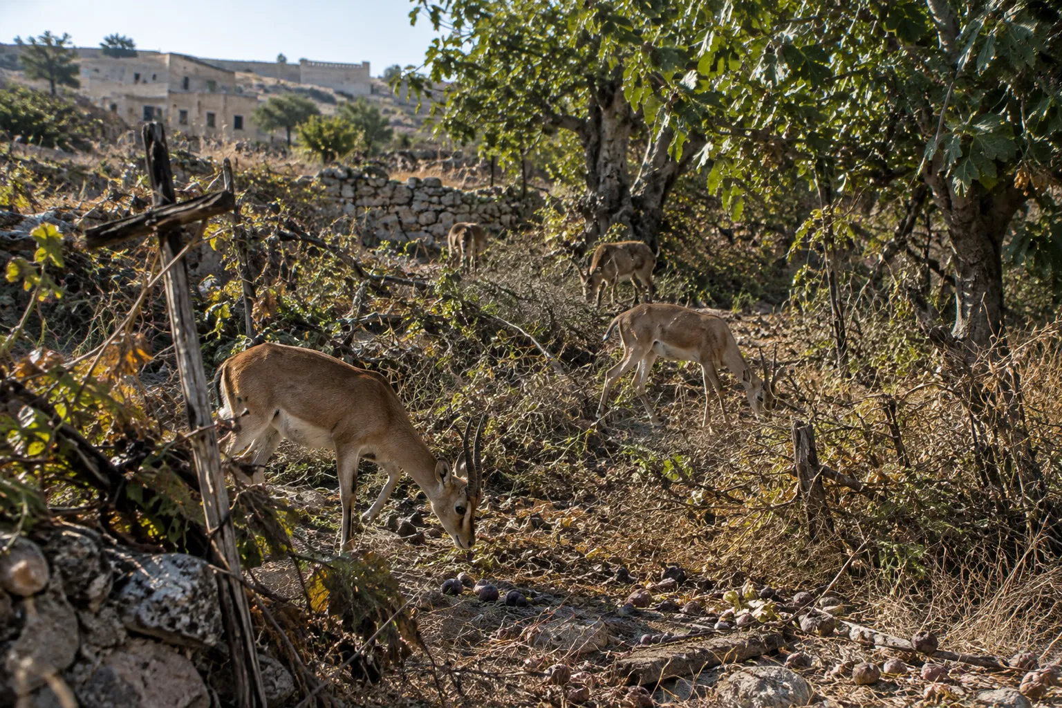 The Vineyard Becomes a Thicket (Hosea 2:12)