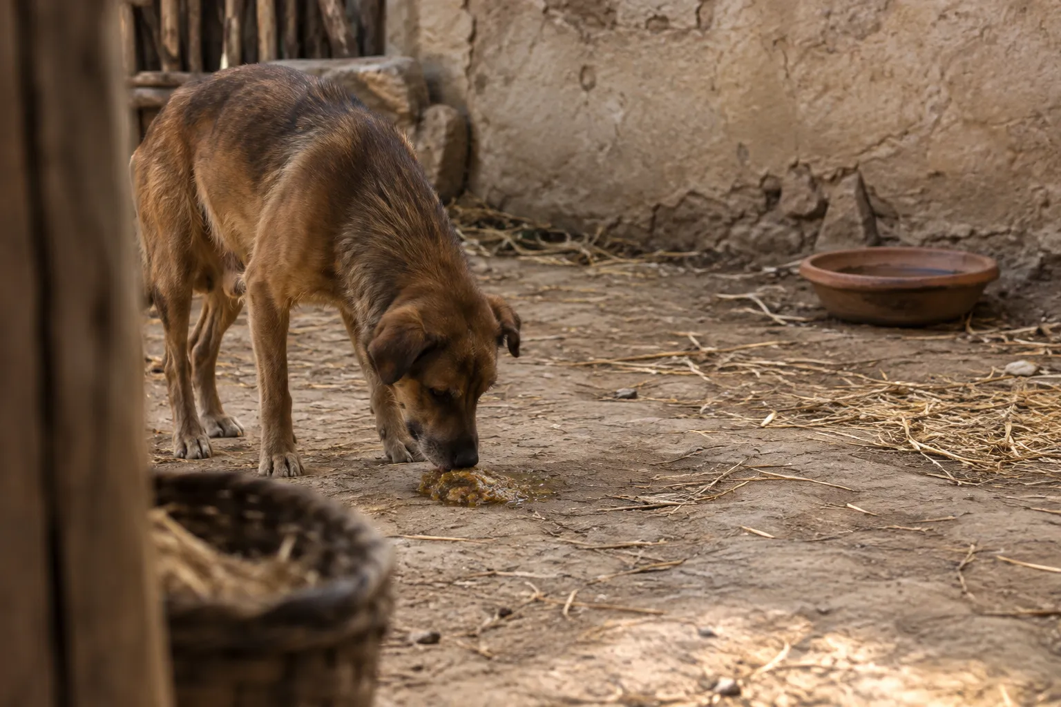 The Dog Returns (2 Peter 2:22)