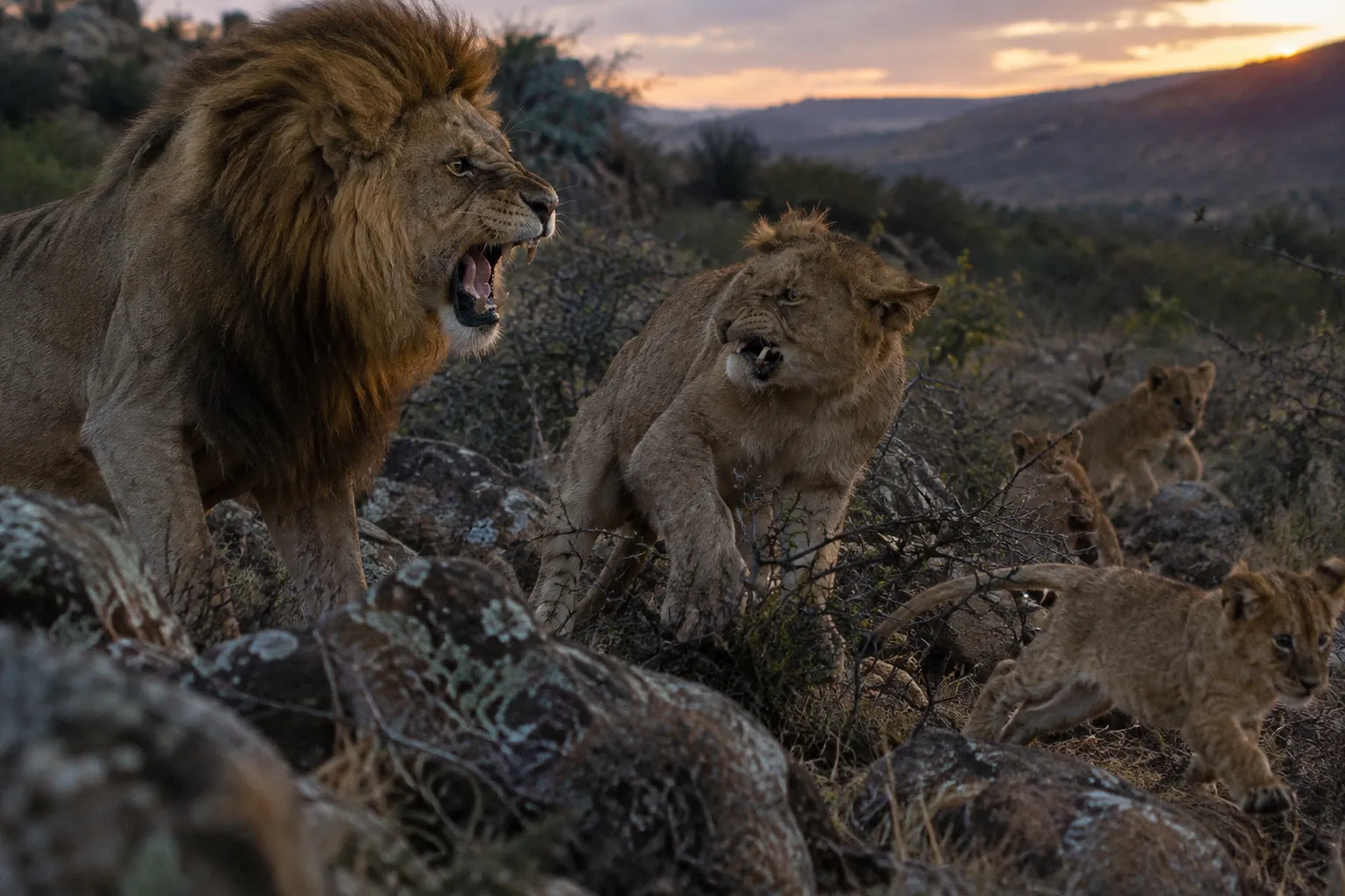 The Lions’ Power Is Broken (Job 4:10–11)