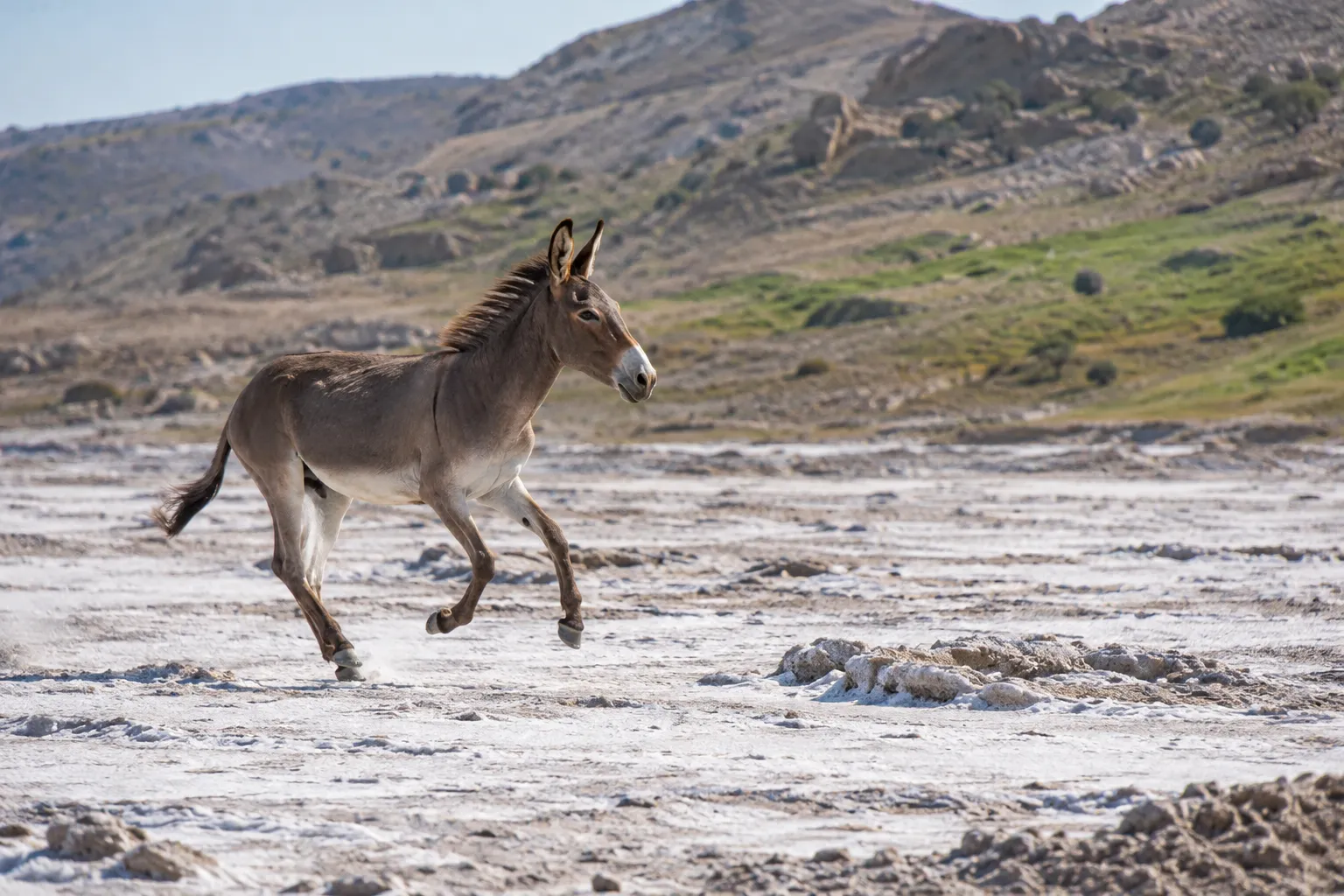 The wild donkey’s freedom (Job 39:5–8)