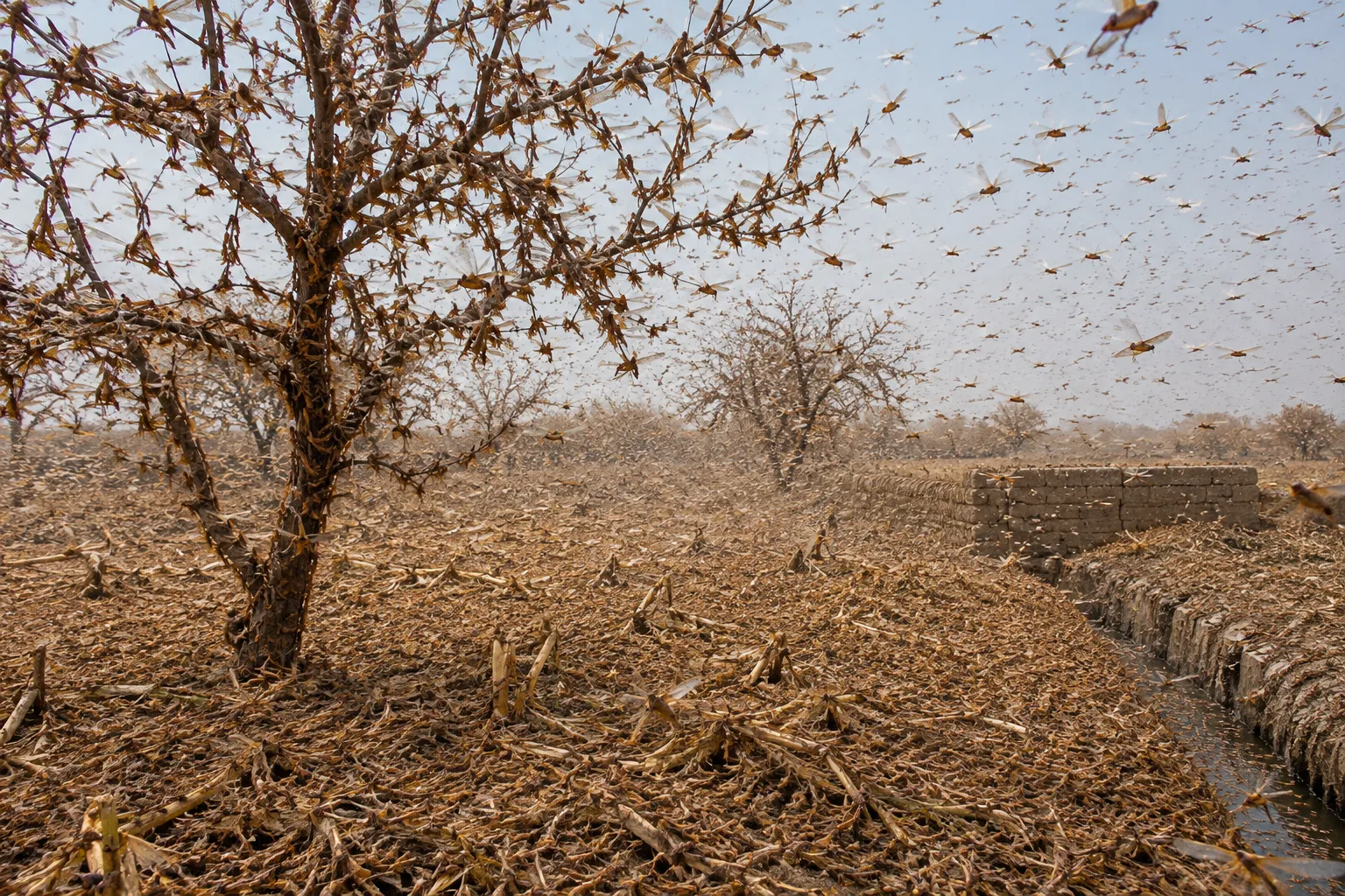 The Land Blackened by Locusts (Exodus 10:12–15)