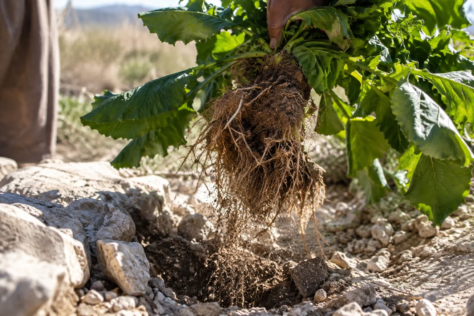 Uprooted from the Stones (Job 8:16–19)