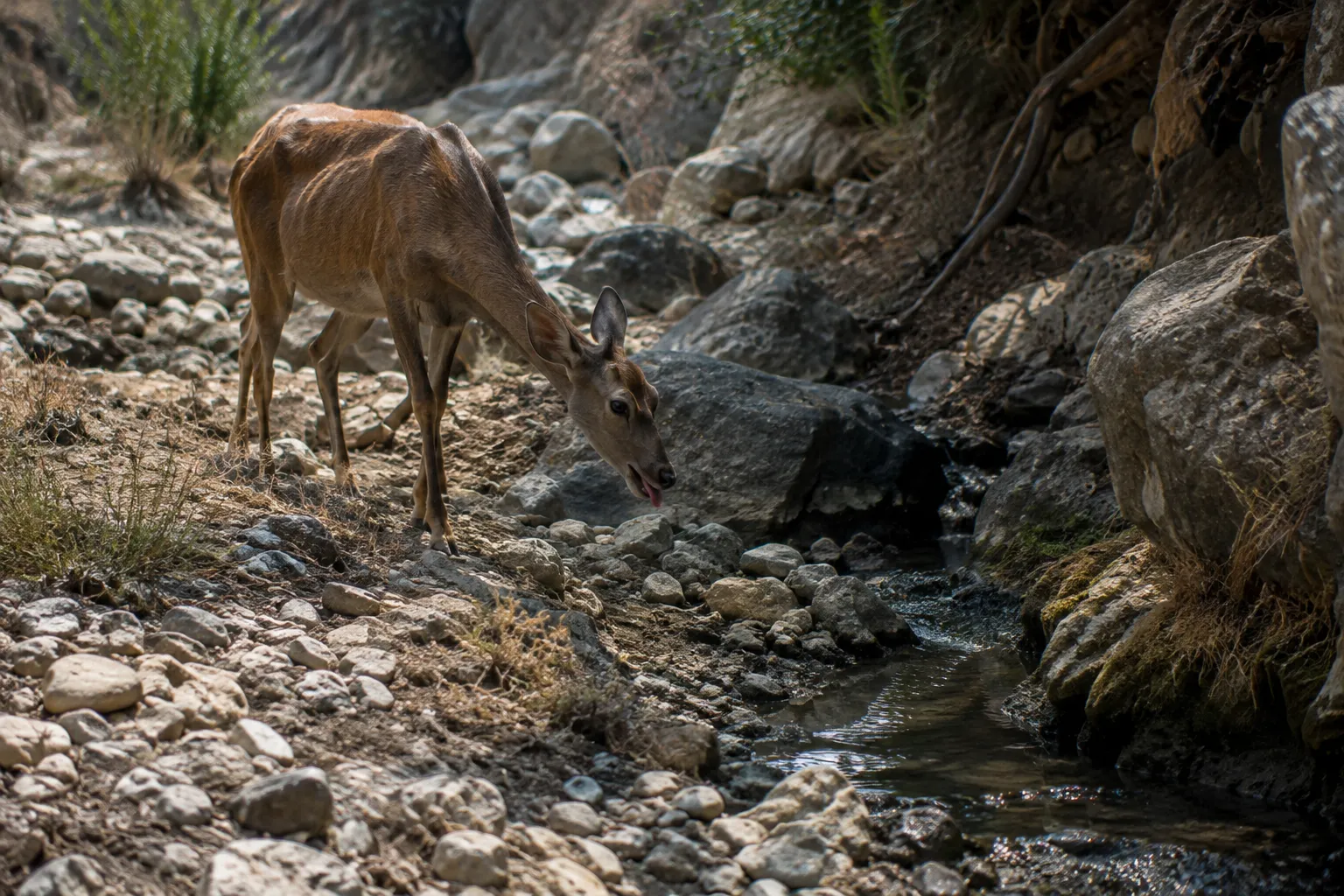 As the Deer Pants (Psalms 42:1–2)