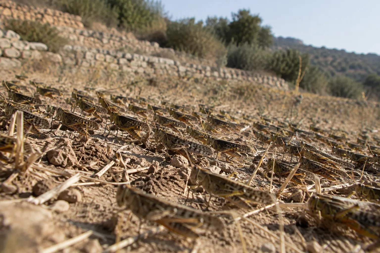 The locusts advance without a king (Proverbs 30:27)