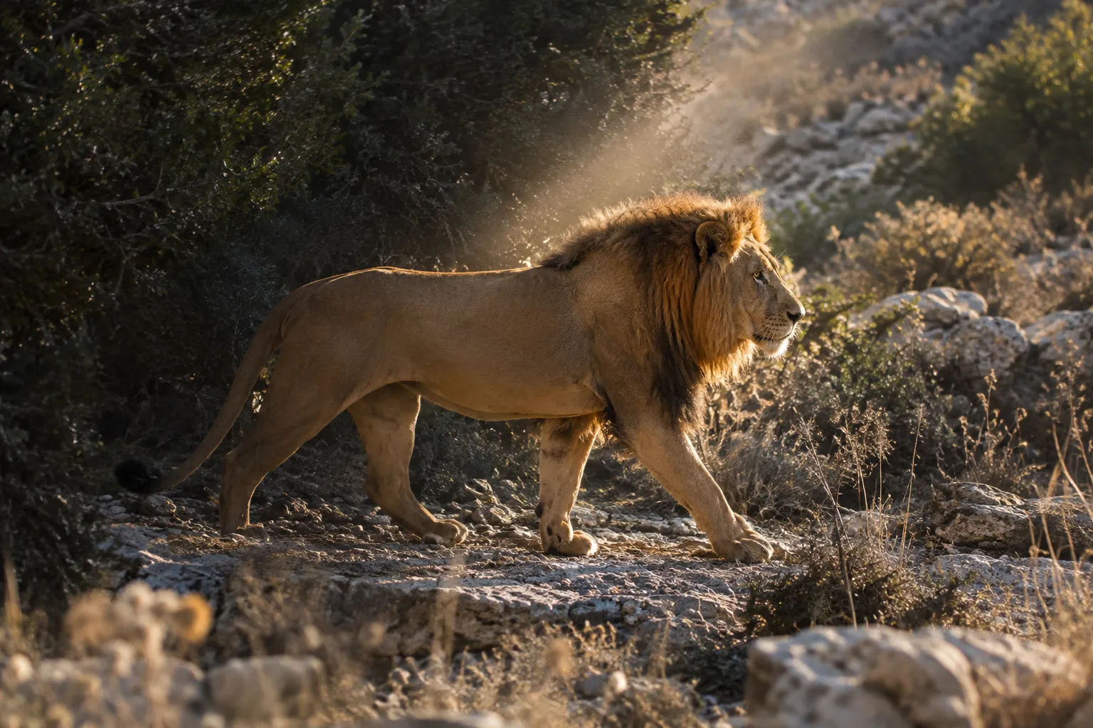 Mighty among beasts (Proverbs 30:29–30)