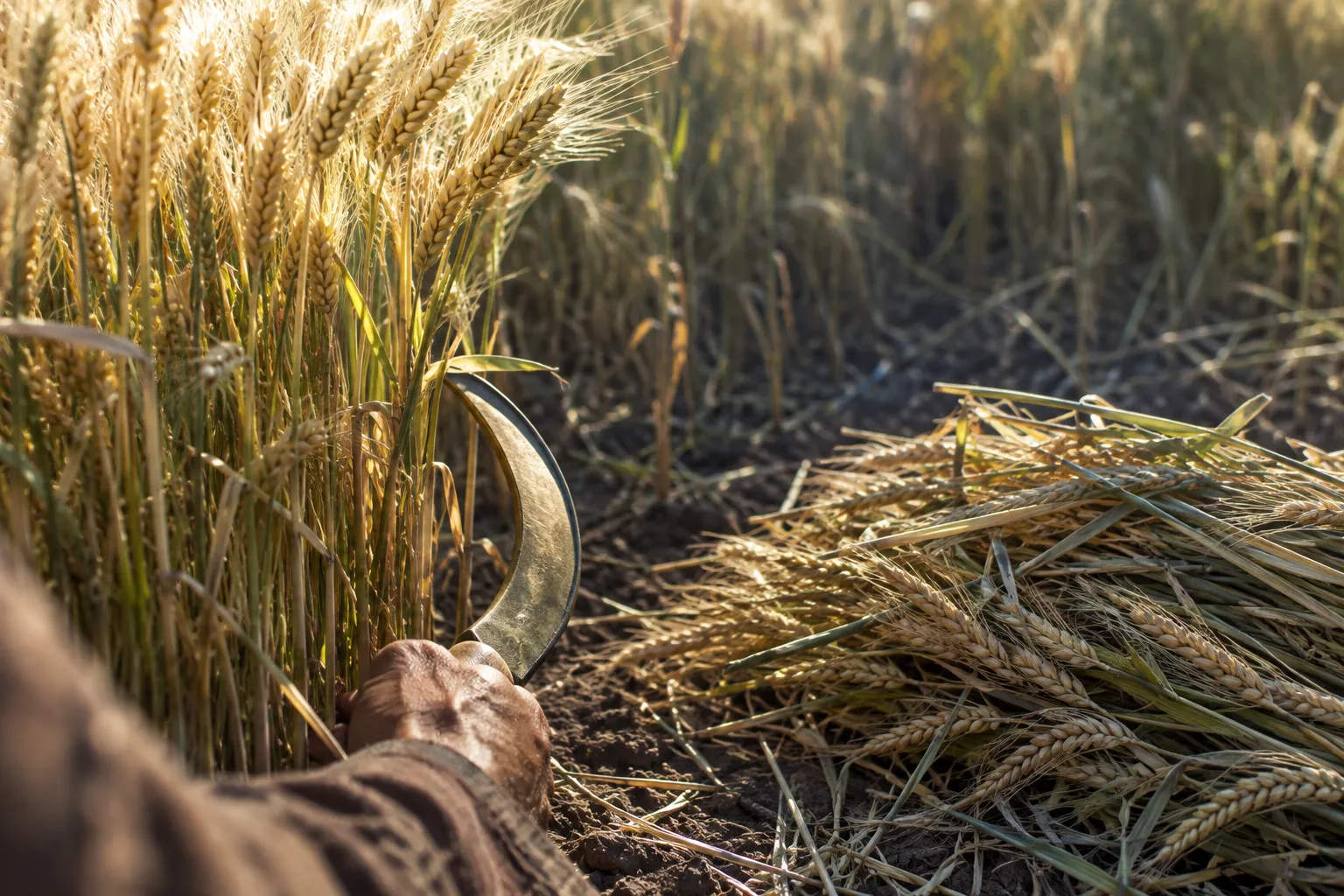 Cut Off Like Heads of Grain (Job 24:24)