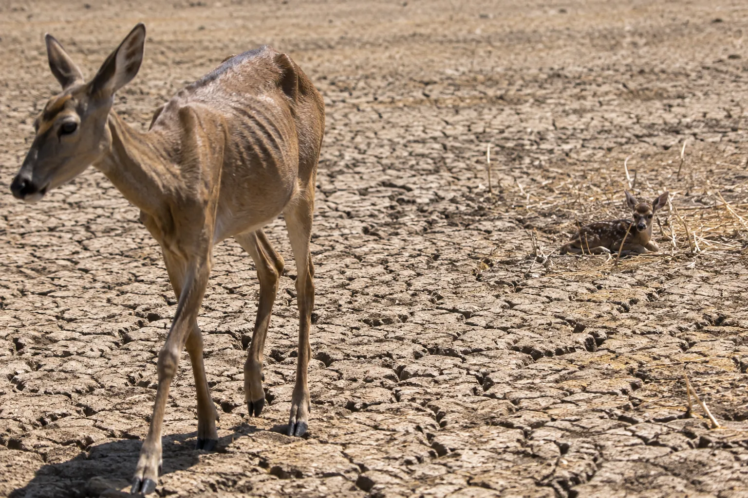 The Doe Abandons Her Fawn (Jeremiah 14:5)