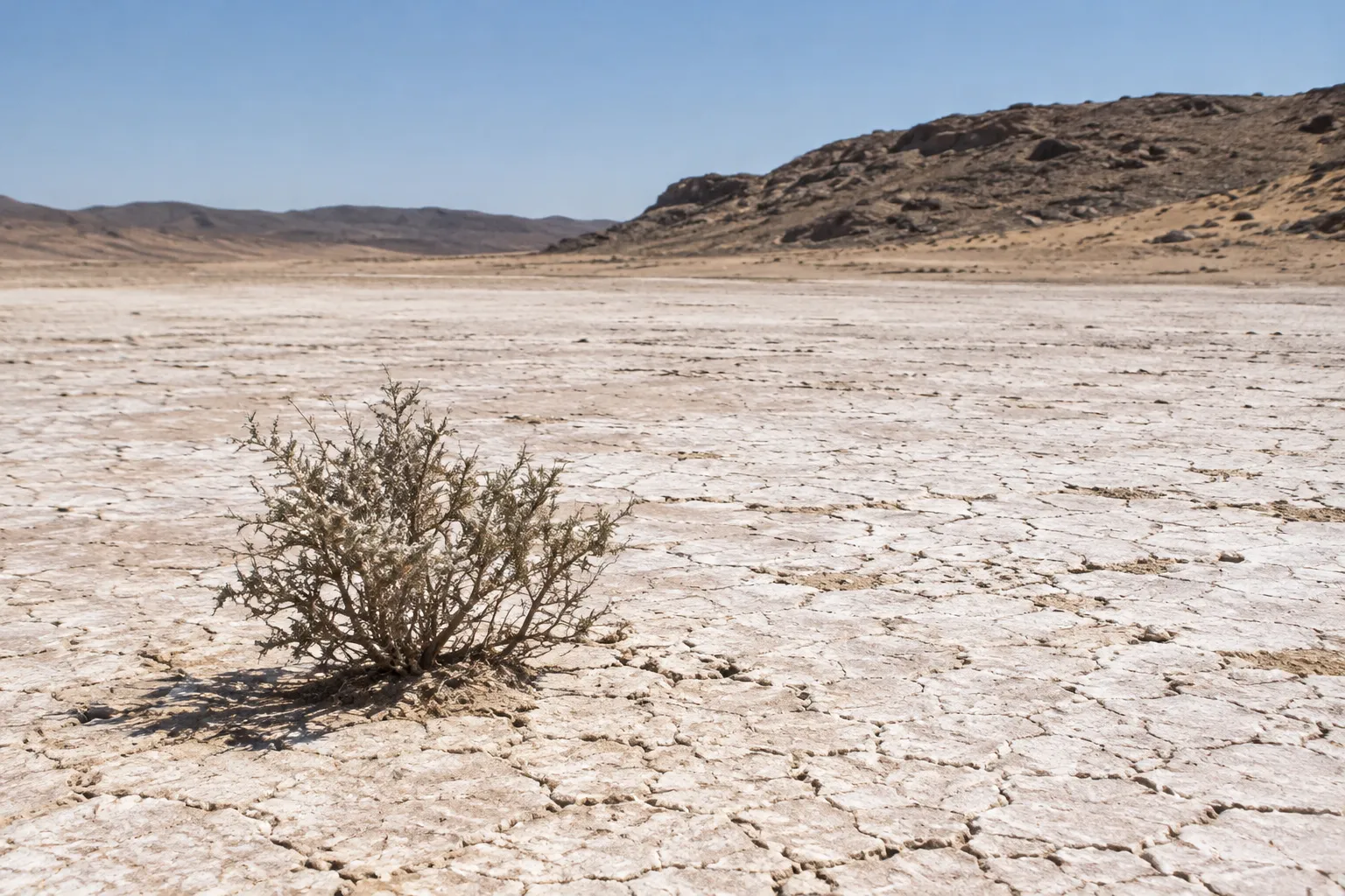 A Shrub in the Salt Land (Jeremiah 17:5–6)