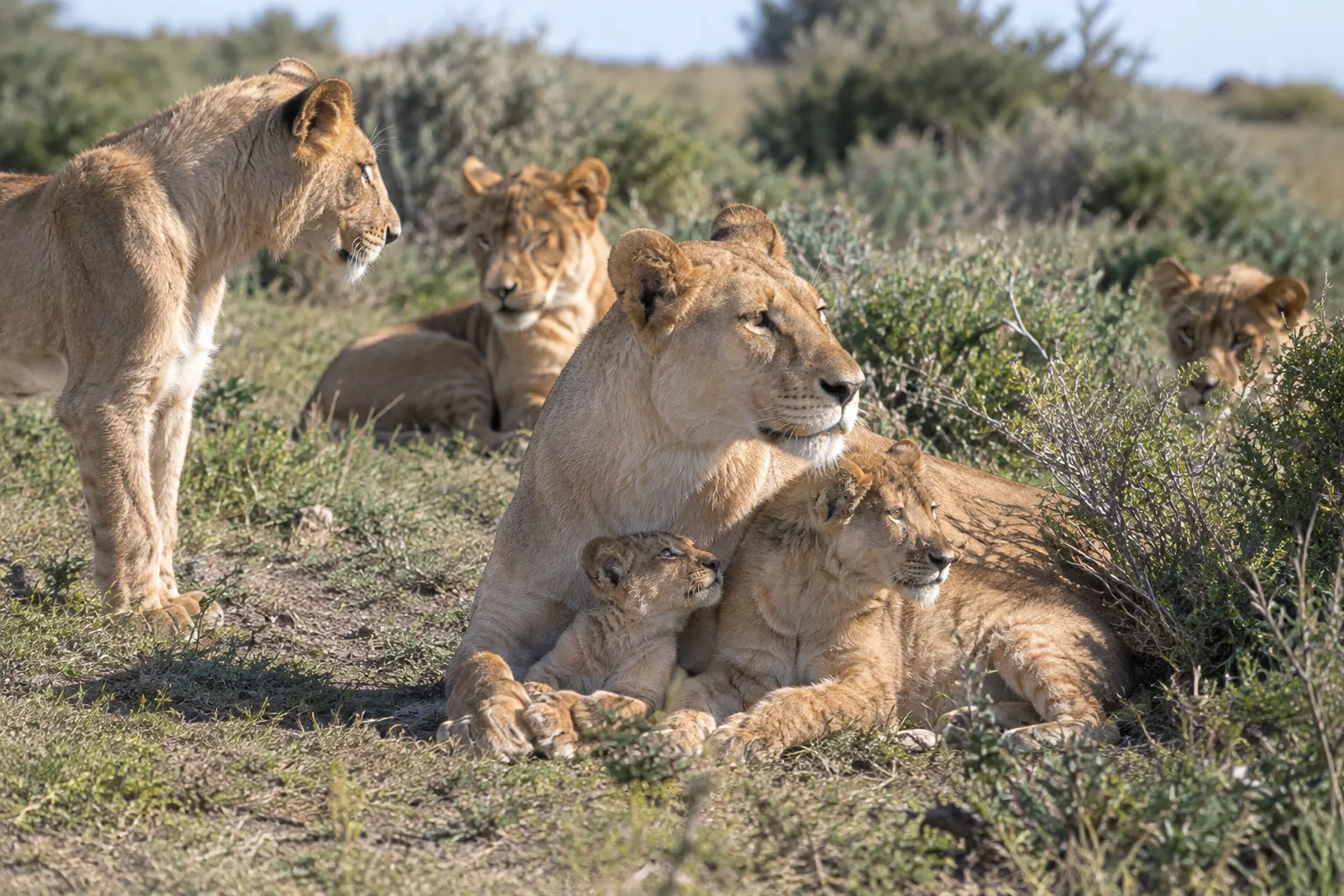 The lioness rears her cubs (Ezekiel 19:2–3)