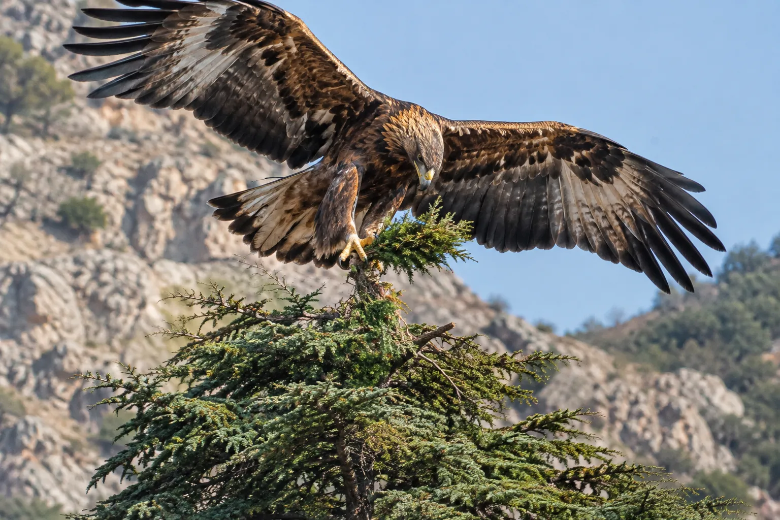 The great eagle plucks the cedar crown (Ezekiel 17:3)