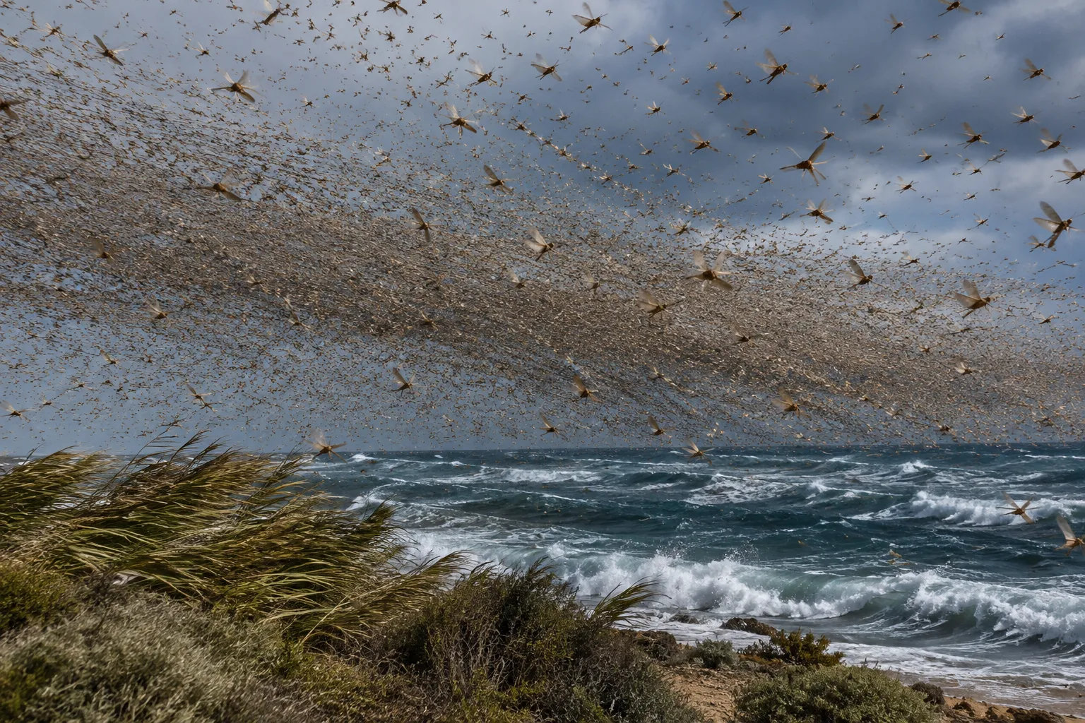 The Wind Sweeps the Locusts into the Sea (Exodus 10:19)