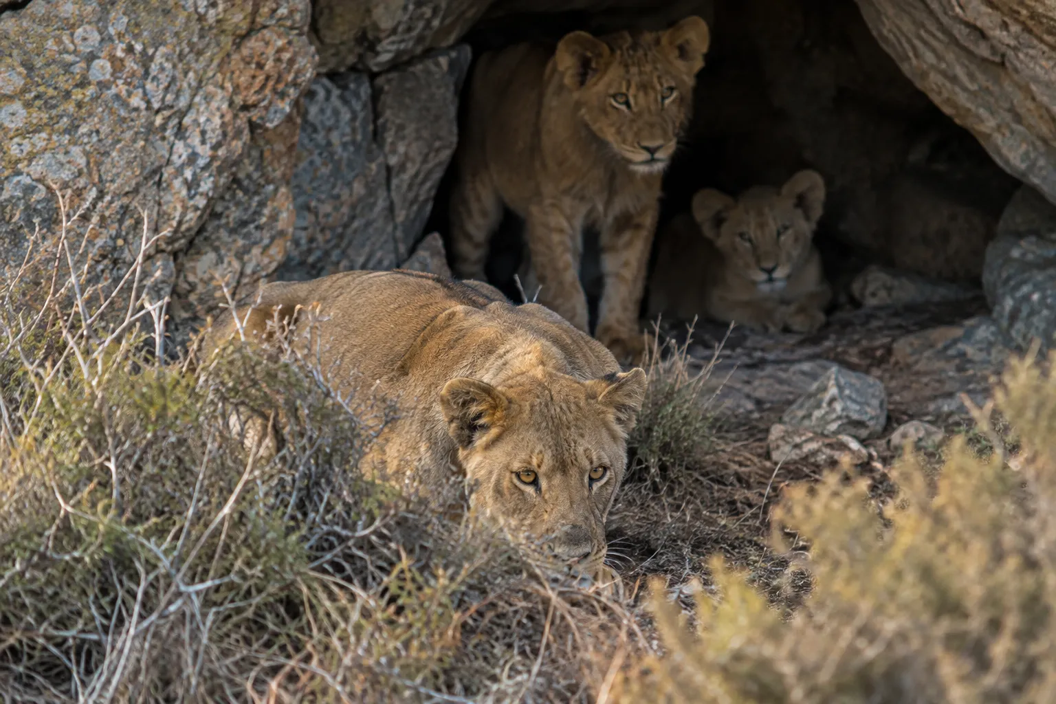 The lioness and her hungry young (Job 38:39–40)