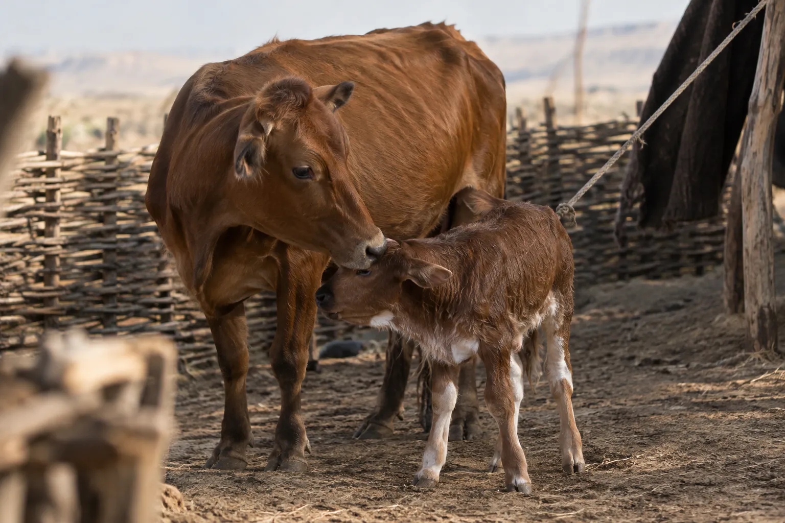 The young remains with its mother (Leviticus 22:26–28)