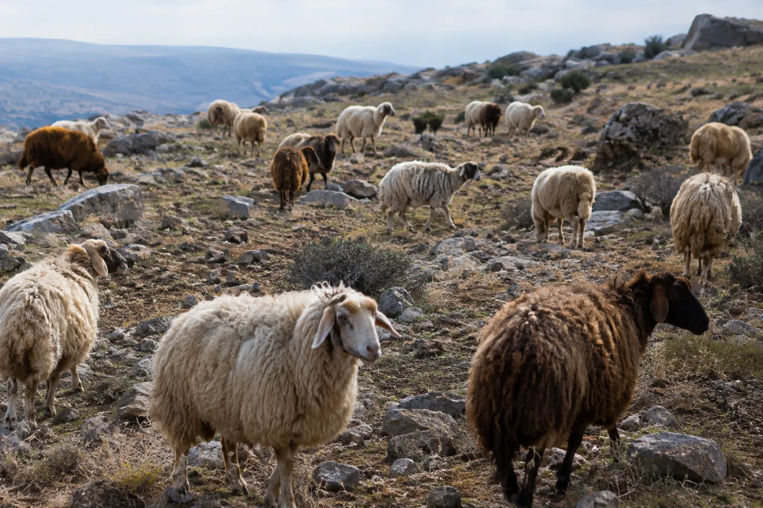Oppressed for Lack of a Shepherd (Zechariah 10:2)