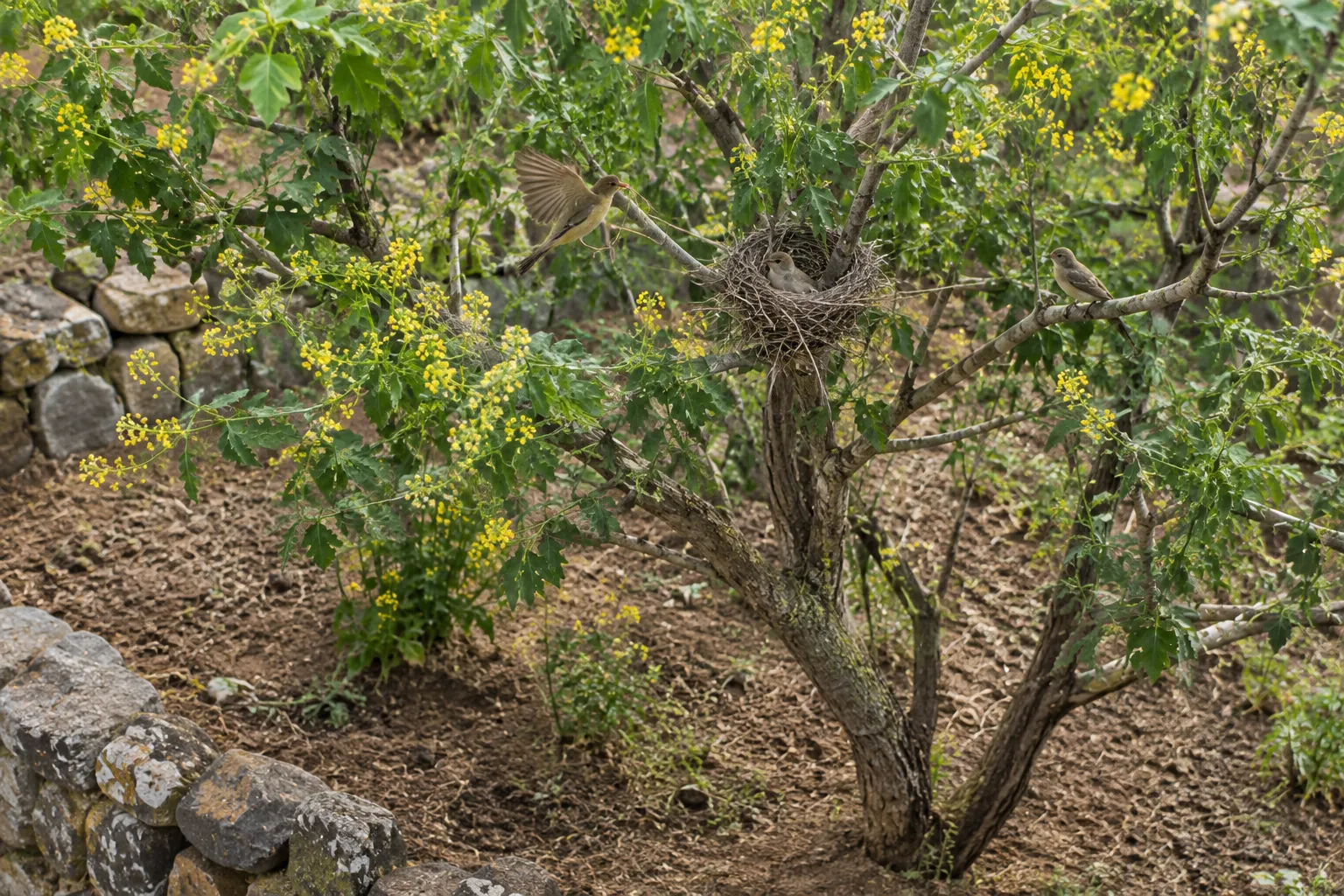 Birds nested in its branches (Luke 13:18–19)
