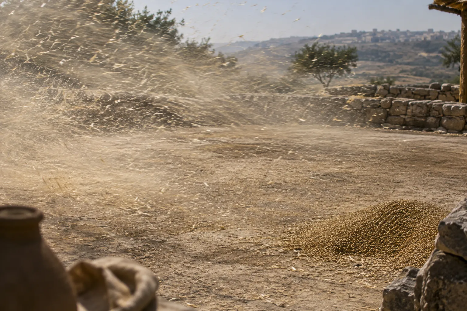 Chaff Driven Away by the Wind (Psalms 1:4)