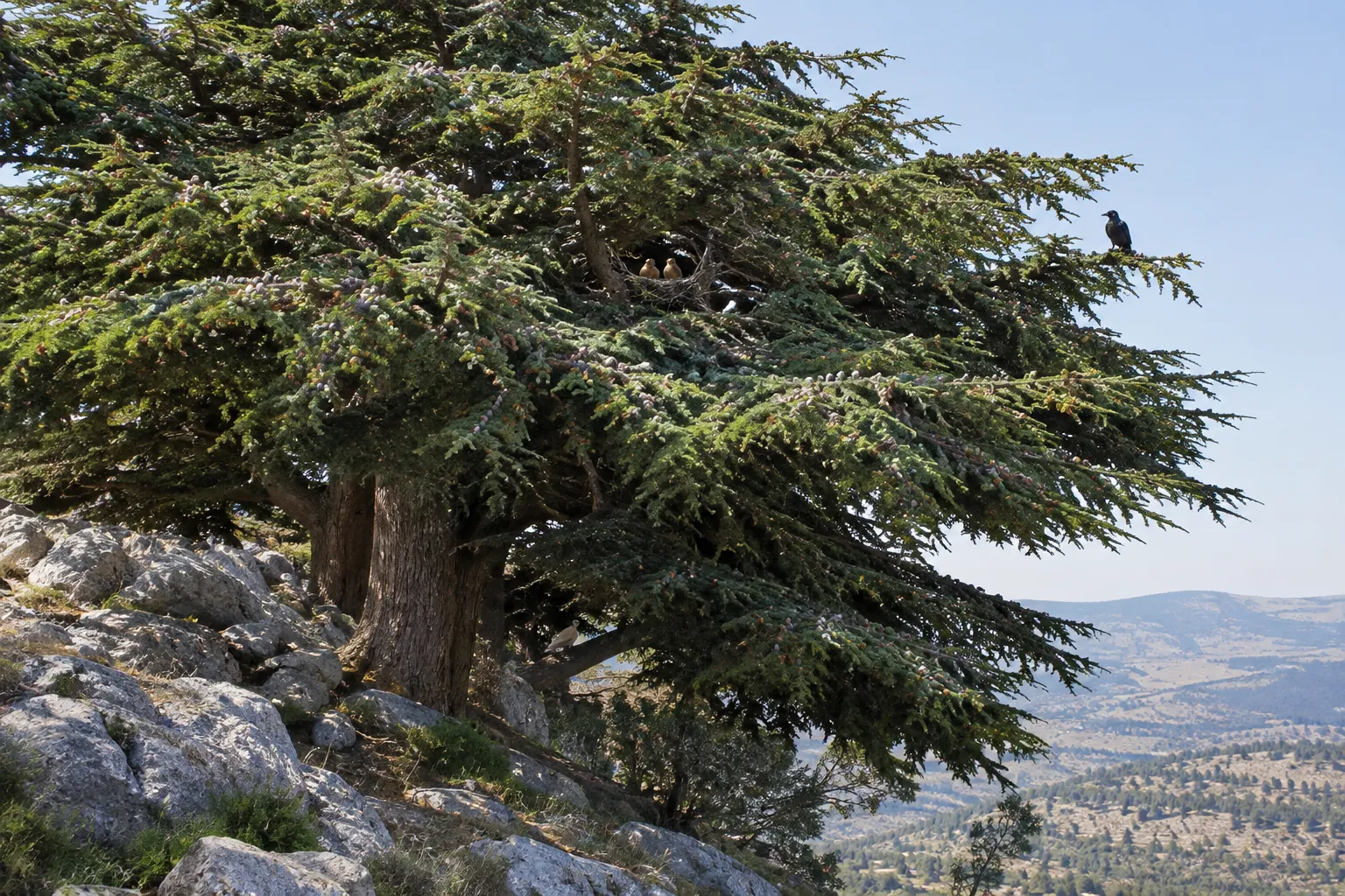 The cedar planted on Israel’s height (Ezekiel 17:22–24)