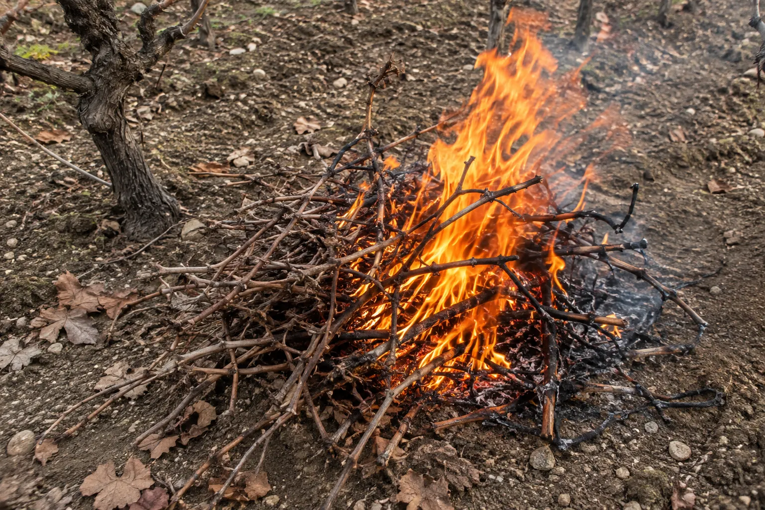 Withered Branches Burned (John 15:6)